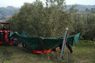 Raccolta meccanizata