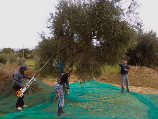 Raccolta  agevolata